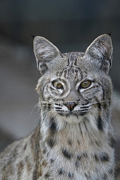 Bobcat