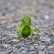 Green Bladder Grasshopper