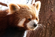 Red Panda Close Up Side Profile