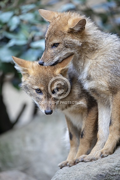 Golden Jackal (Canis Aureus)