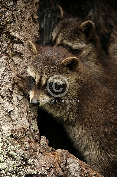 Baby Raccoons