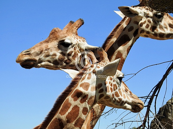 Giraffes