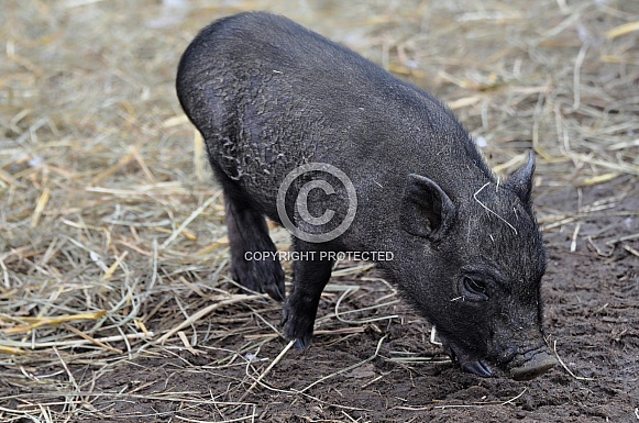 Miniature Pig Miniature Pig