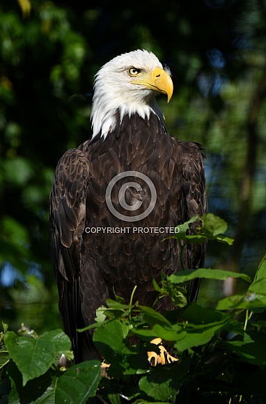American Sea Eagle