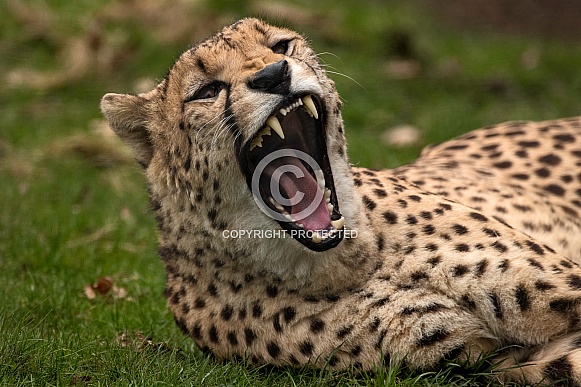 Cheetah Lying Down Yawning Mouth Open