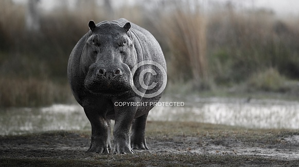 Aggressive hippo male fake attack