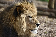 African Lion