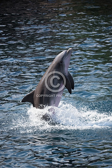 Bottlenose Dolphin