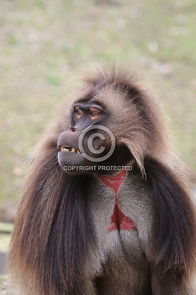 gelada gelada