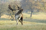 Fallow Deer