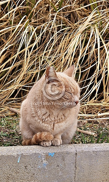 Ginger Cat