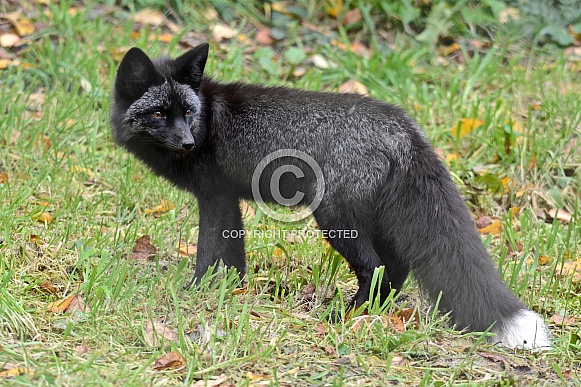 Red Fox - black phase Red Fox - black phase