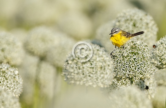 Yellow Wagtail bird