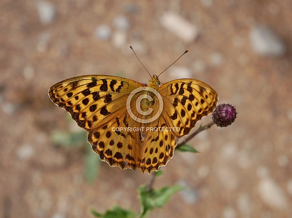 Silver-washed fritillary, female