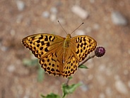 Silver-washed fritillary, female