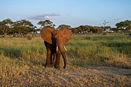 Young elephant at sunset