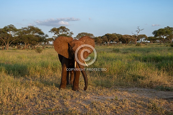 Young elephant at sunset Young elephant at sunset
