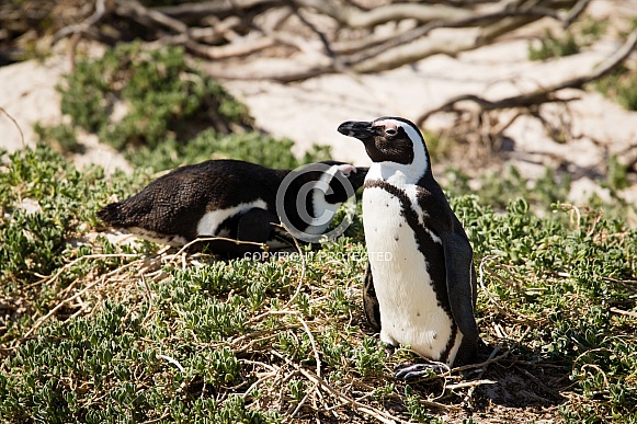Penguin on the beach Penguin on the beach