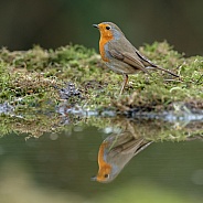 The European robin (Erithacus rubecula