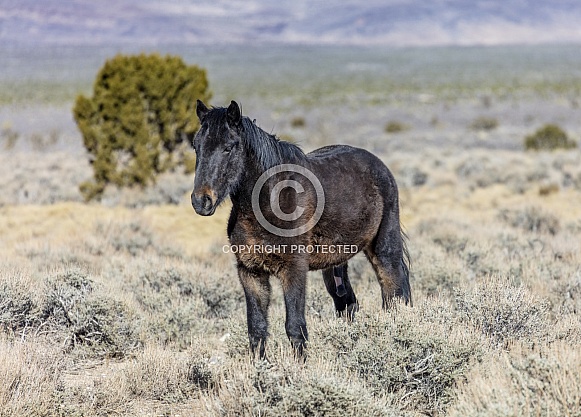 Nevada wild horse in the desert
