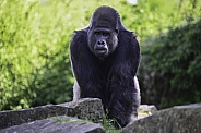 Western Lowland Gorilla