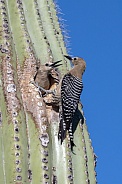 Pair of Cactus Wrens and Saguaro Nest