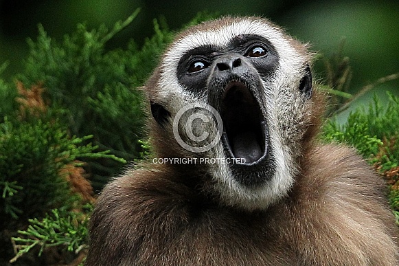 White-Handed Gibbon White-Handed Gibbon
