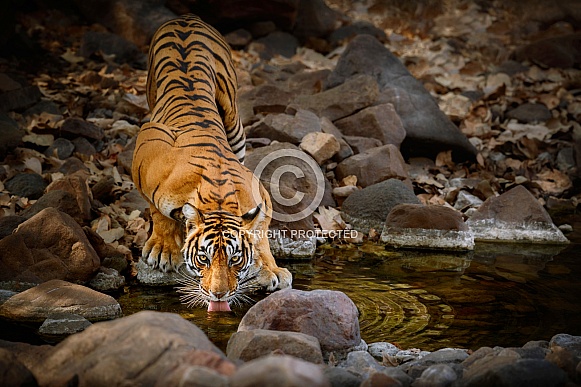 Beautiful tiger in the nature habitat. Tiger pose in amazing light. Wildlife scene with wild animal. Indian wildlife. Indian tiger. Panthera tigris tigris.