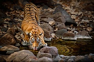 Beautiful tiger in the nature habitat. Tiger pose in amazing light. Wildlife scene with wild animal. Indian wildlife. Indian tiger. Panthera tigris tigris.