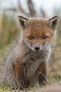 Red fox cubs