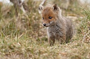 Red fox cubs in there natural habitat