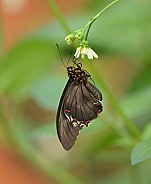 Cattleheart Butterfly