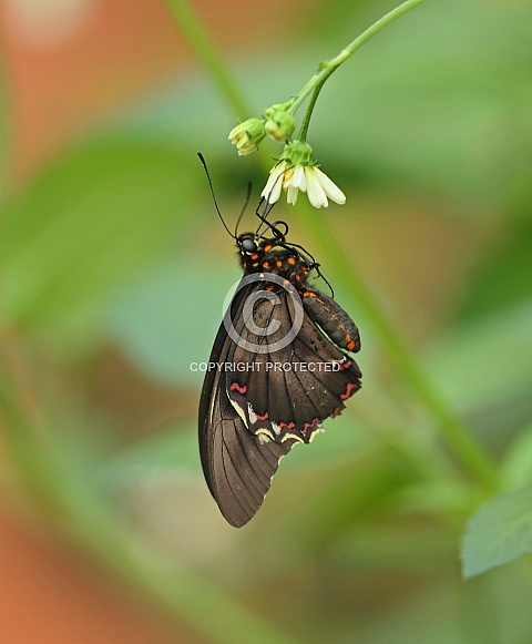 Cattleheart Butterfly