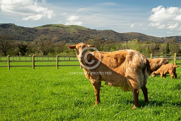 Golden Guernsey Goat