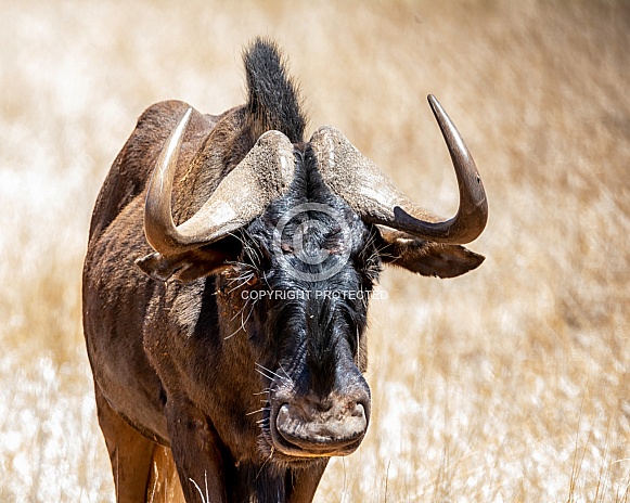 Black Wildebeest Black Wildebeest