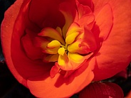 Fire Orange Begonia Macro