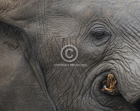 Elephant Closeup