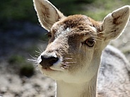 Fallow deer