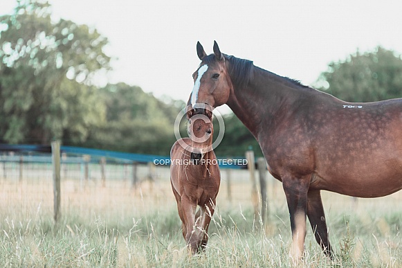 Bay Mare and filly Foal