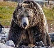 Brown Grizzly Bears