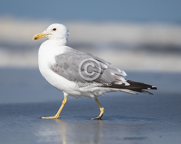 California Gull California Gull