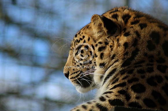 Amur leopard Amur leopard
