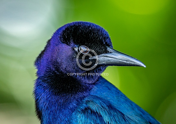 Common Grackle bird