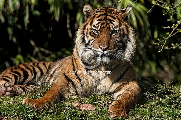 Sumatran Tiger Lying Down In Sunshine