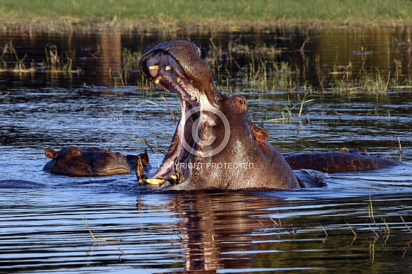 Pod of Hippopotamus (Hippopotamus amphibius) Pod of Hippopotamus (Hippopotamus amphibius)