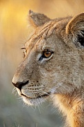 Lioness - Okavango Delta - Botswana