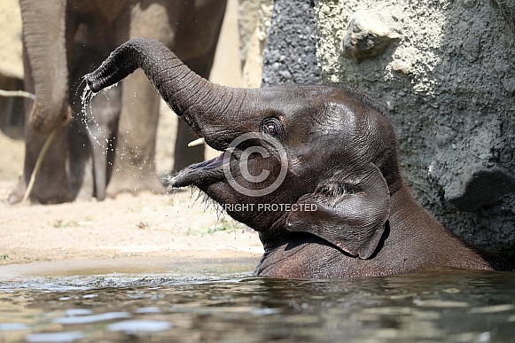 Asian Elephant (Elephas maximus)