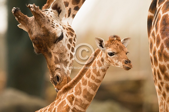 Mother and Baby Giraffe