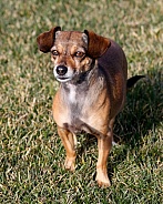 Small terrier mix posing in the grass