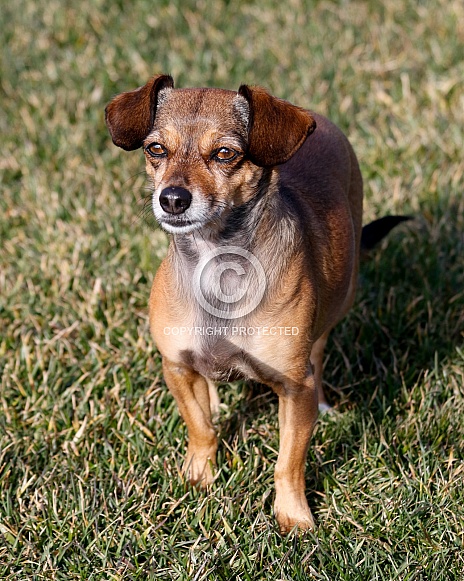 Small terrier mix posing in the grass